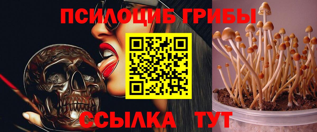 Псилоцибиновые грибы GOLDEN TEACHER Борисоглебск